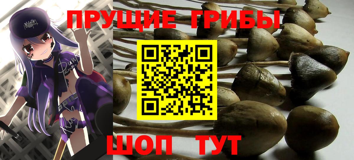 Галлюциногенные грибы Psilocybine cubensis Рубцовск